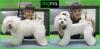 Corte bichón maltés