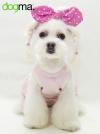 Corte bichon maltes moderno nueva tendencia