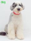 Corte bobtail tijera