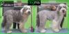 Corte bobtail tijera
