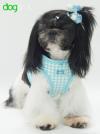 Corte Shih tzu
