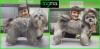 Corte shih tzu nueva tendencia