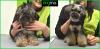 Corte Yorkshire Terrier
