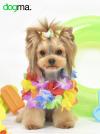 Corte Yorkshire Terrier moderno