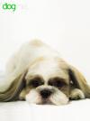 Kenzo - Shih Tzu | Corte tijera