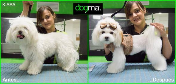Corte a tijera - Peluquería canina freestyle