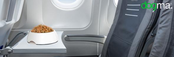 Air Europa cambia su normativa sobre el transporte de animales