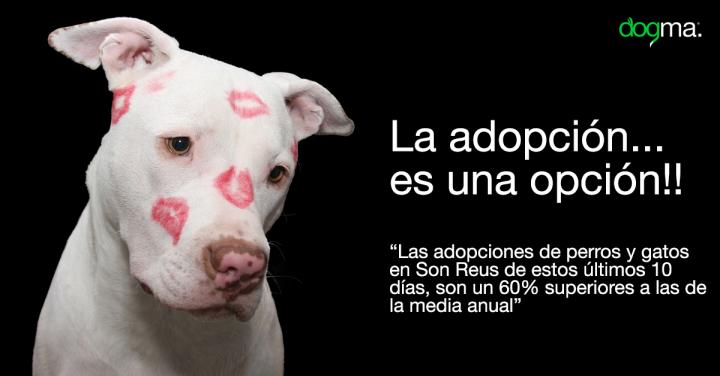 Las adopciones en Son Reus de los últimos días son un 60% superiores a los de la media anual
