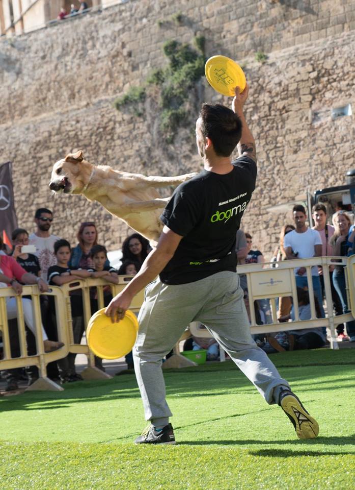 Animal Party Sport Dogfrisbee Mallorca Club