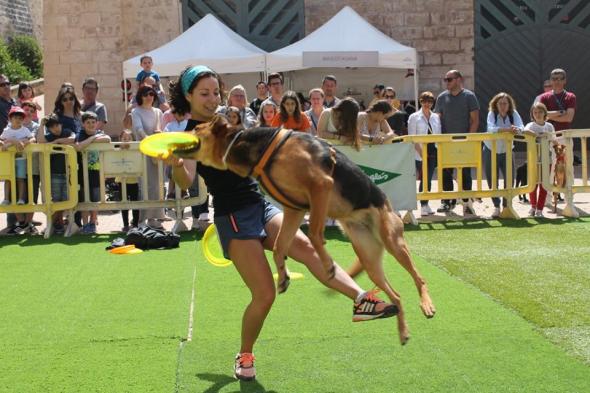 Animal Party Sport Dogfrisbee Mallorca Club
