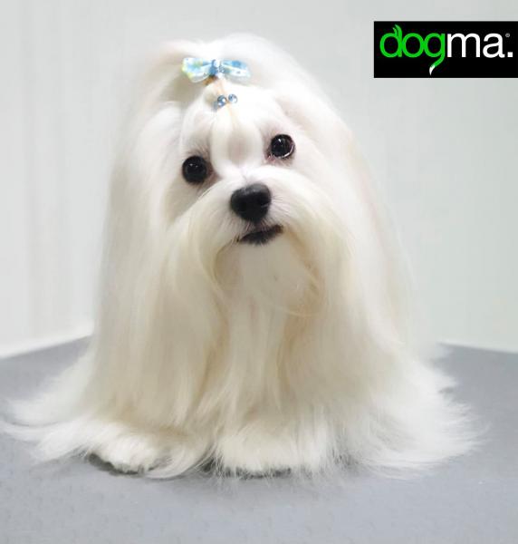 Baños hidratantes Peluqueria canina