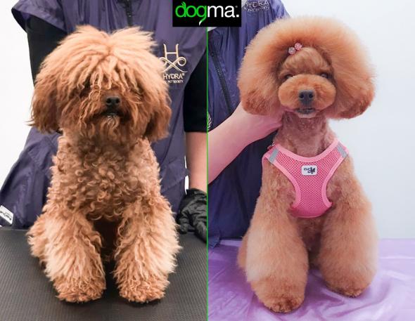 Caniche apricot