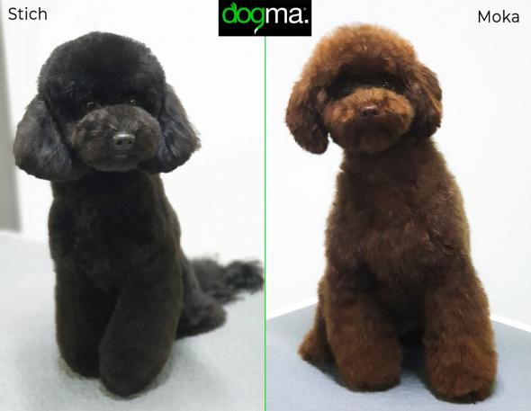 Caniche negro y chocolate