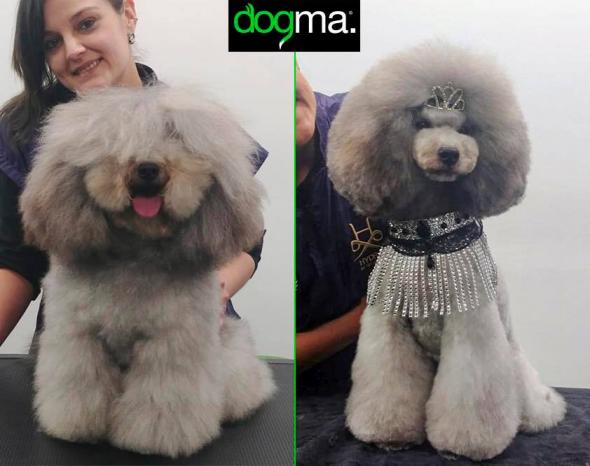 Caniche silver