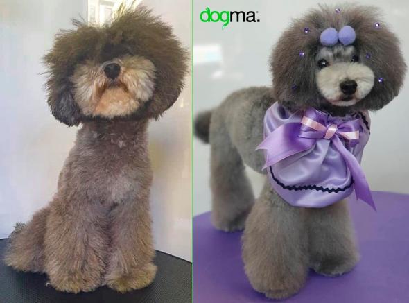 Caniche silver