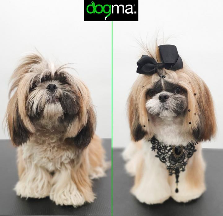 Corte de Shihtzu