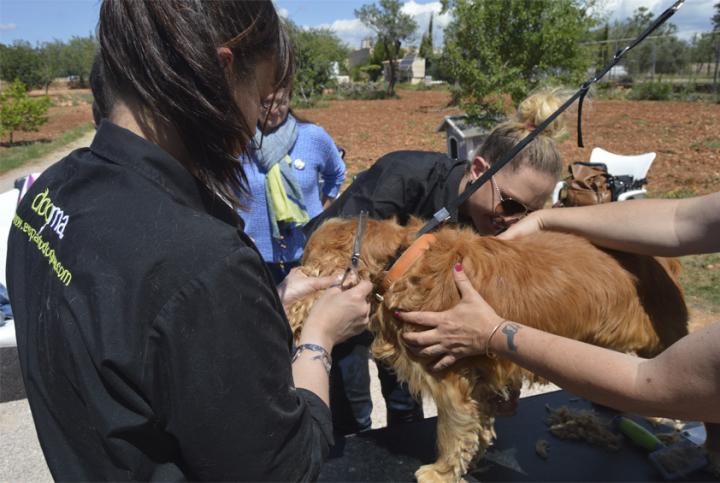 Jornada de formación sobre higiene canina en la Asociación Animalista de Llucmajor
