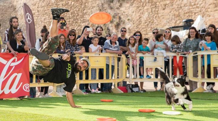 Animal Party Sport - Fotos del evento Dogma