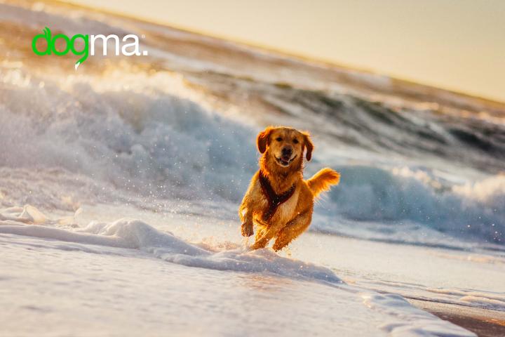 Perro playa mallorca