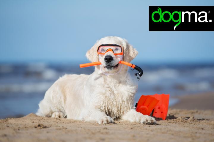Playas para perros en Mallorca 2018