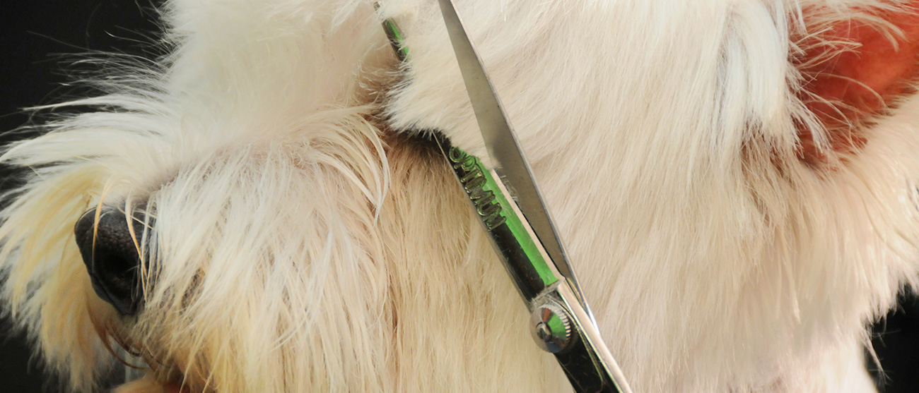 peluqueria-canina - tijera
