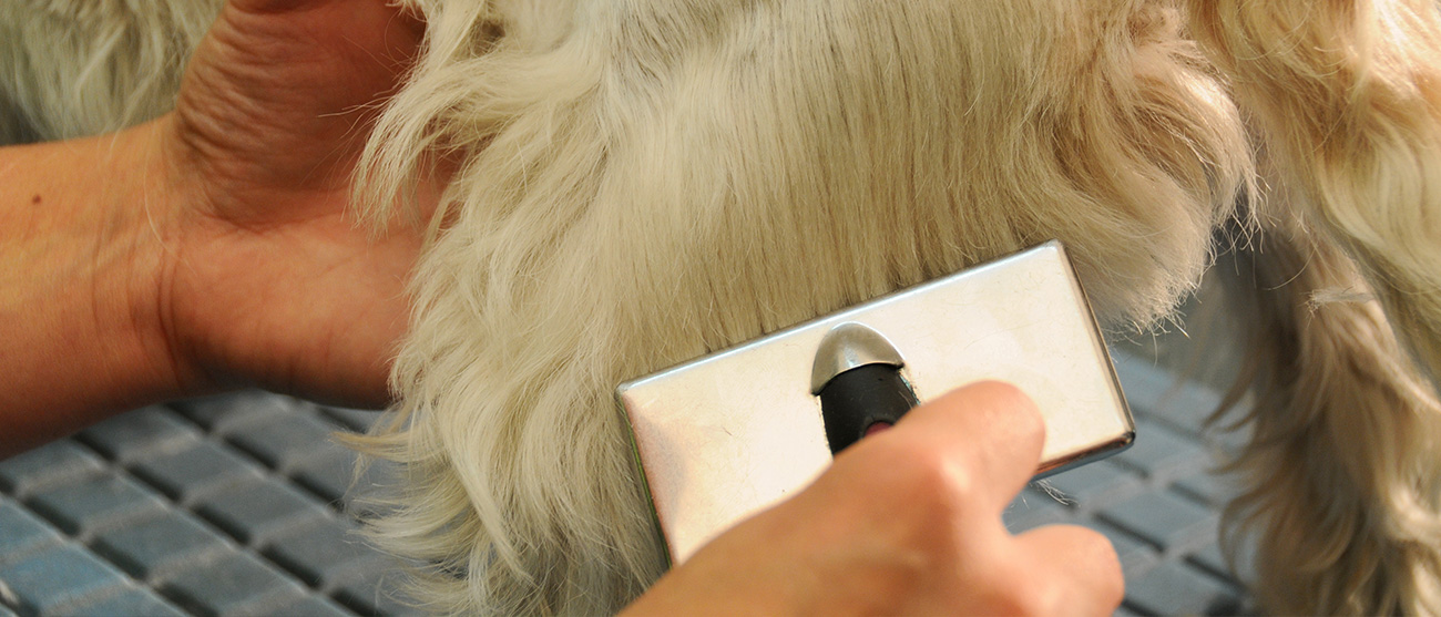 peluqueria-canina - cepillado