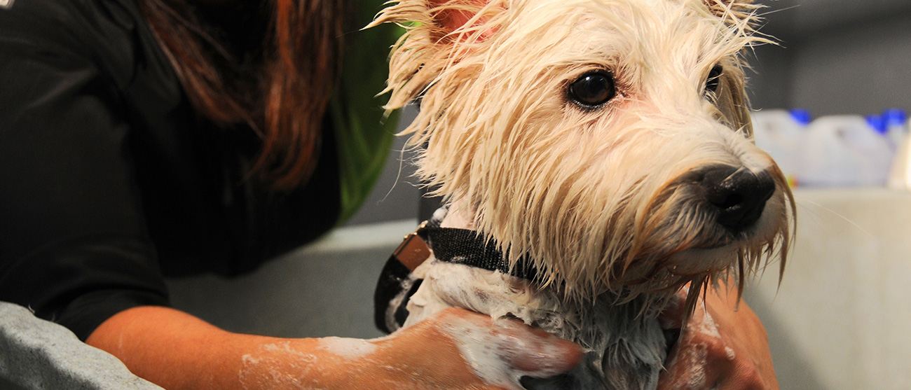 peluqueria-canina - baño