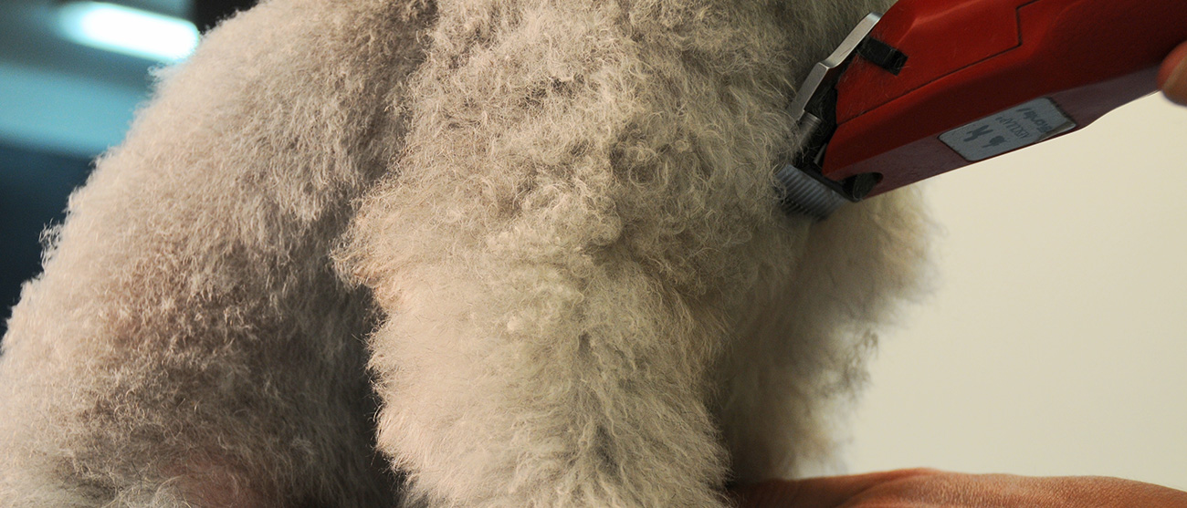 peluqueria-canina - corte a máquina